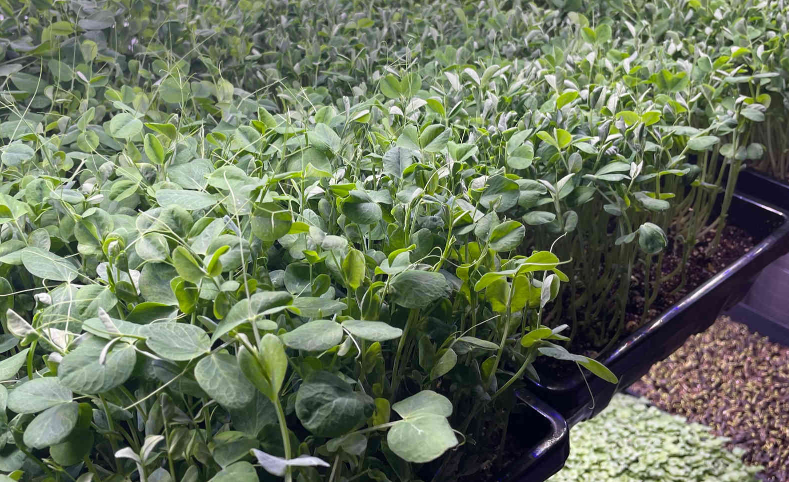 Microgreens